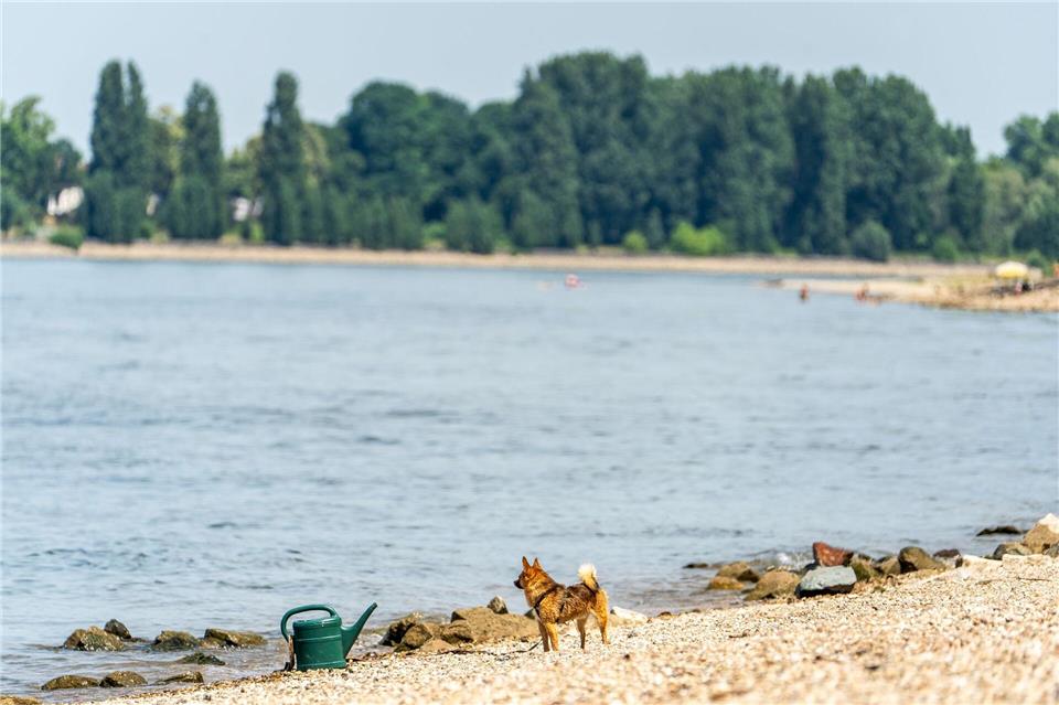Seit Samstagabend werden drei Menschen nach dem Baden im Rhein vermisst. (Archivbild)Andreas Arnold/dpa