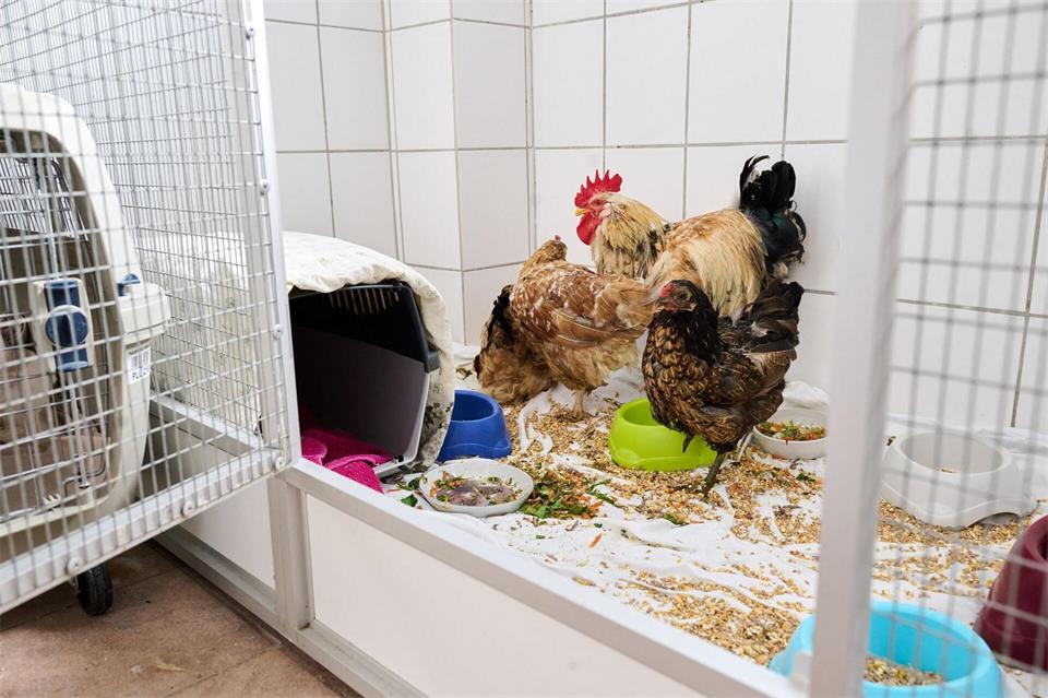Seit Sonntag erholen sich die geretteten Hühner im Tierheim Bremen. Sina Schuldt/dpa