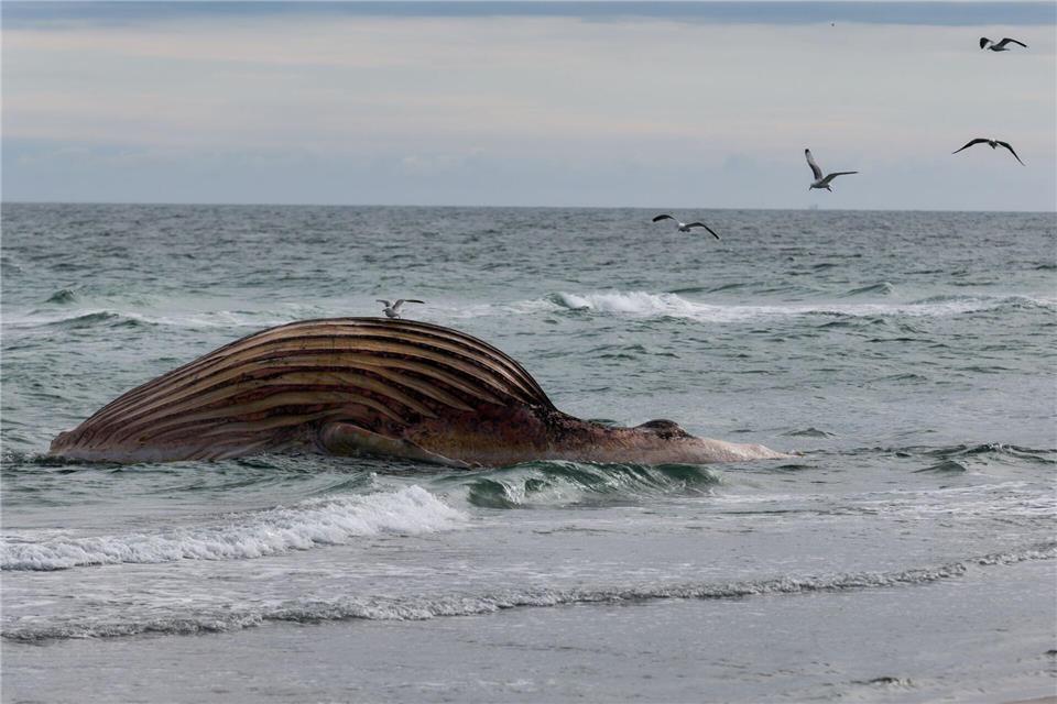 Seit Wochen liegt der Wal-Kadaver vor Anholt. Ein Transportversuch scheiterte. Marcus Golejewski/dpa