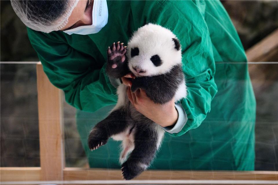 Seit dem 22.08.2024 gibt es doppelten Nachwuchs bei den Großen Pandas im Zoo Berlin.Bernd von Jutrczenka/dpa