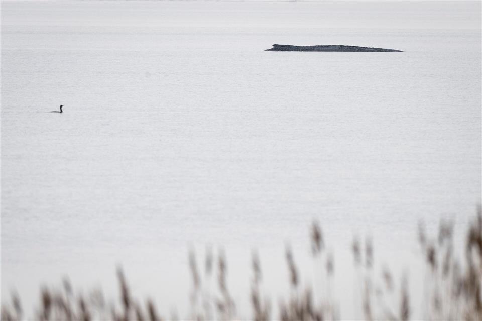Seit dem 31. März liegt der Buckelwal in etwa 1,50 Meter Wassertiefe vor Poel.Philip Dulian/dpa
