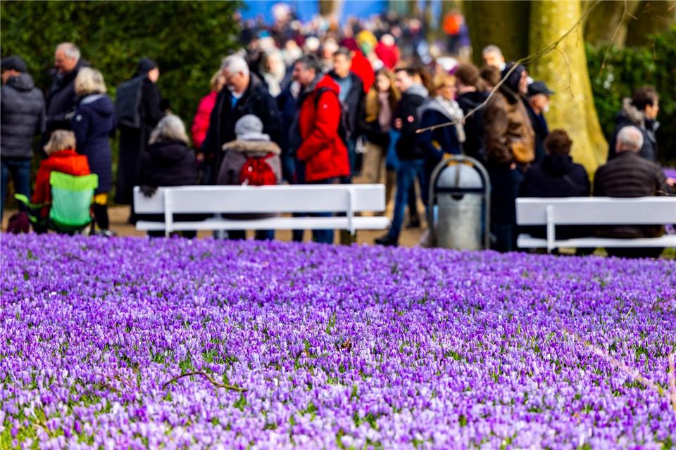 Seit den 1990er Jahren feiert Husum das Krokusblütenfest (Archivbild).Axel Heimken/dpa