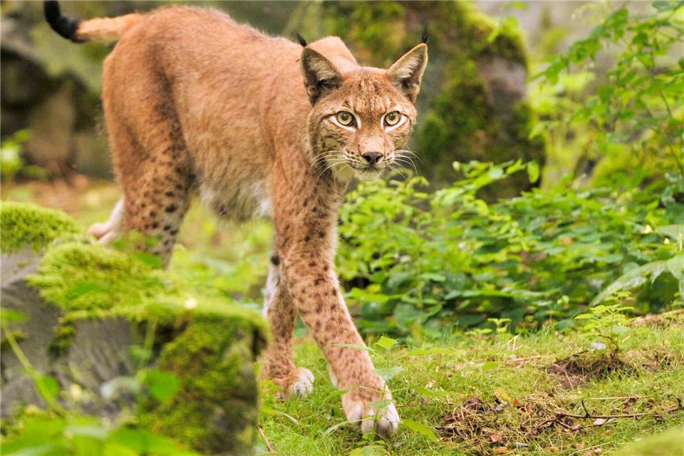 Seit einigen Jahren streifen wieder Luchse durch den Pfälzerwald. Das eigentliche Wiederansiedlungsprojekt lief von 2016 bis 2021. (Archivbild) picture alliance / Boris Roessler/dpa
