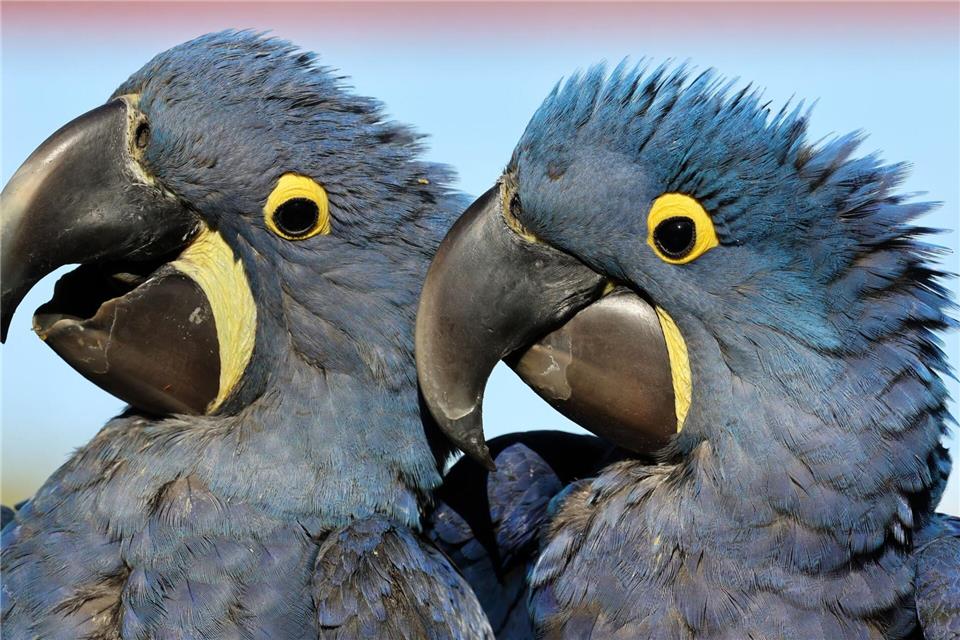 Seit elf Jahren lebt ein Hyazinthara-Pärchen im Vogelpark, doch bislang ohne erfolgreiche Nachzucht. Bernd Wüstneck/dpa