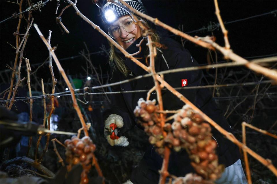 Seit etwa 230 Jahren werden in Franken Eisweine hergestellt.Daniel Löb/dpa