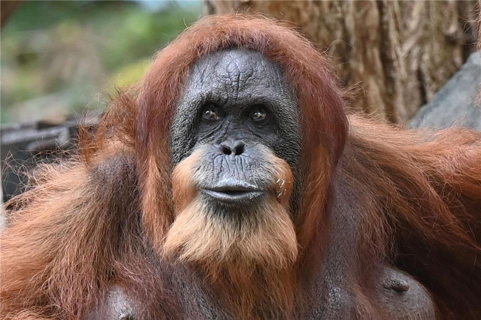 Seit mehr als 60 Jahren lebt Bella schon im Tierpark Hagenbeck - dank menschlicher Pflege und medizinischer Versorgung. David Hammersen/dpa