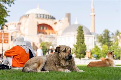 Sorge um Straßenhunde in der Türkei nach staatlicher Aktion