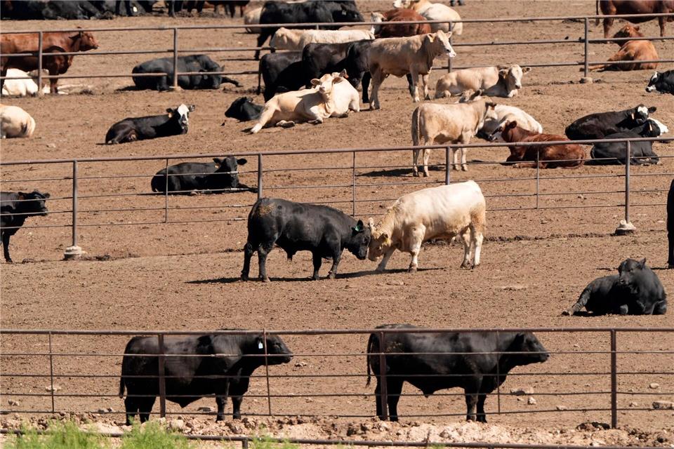 Selbst bei einer globalen Energiewende weg von fossilen Brennstoffen würden allein die Ernährungssysteme dazu führen, dass die Erderwärmung nicht auf 1,5 Grad begrenzt werden kann, heißt es im Bericht. (Archivbild)Charlie Riedel/AP/dpa