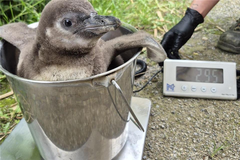 Seltener Pinguin-Nachwuchs auf der Waage.Adam Mathea/Zoo Krefeld/dpa