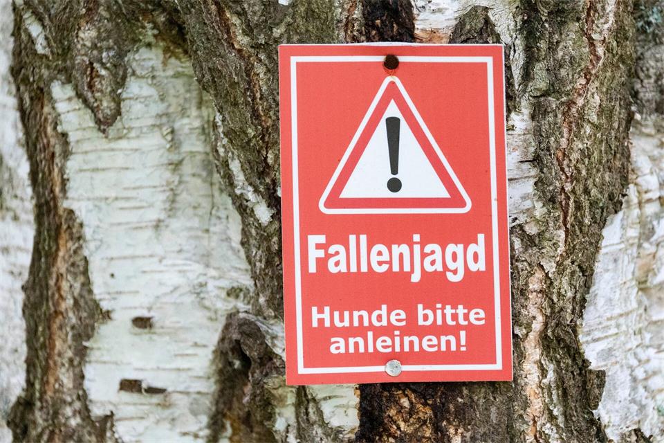 Selters zahlt 25 Euro pro erlegtem Waschbären, Fulda erleichtert die Fangjagd auf Privatgrundstücken. (Symbolbild)Marijan Murat/dpa