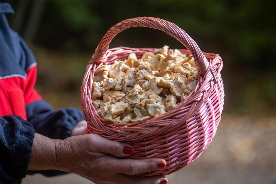 Semmelstoppelpilze gehören zu den Pilzsorten, die in radioaktiv belasteten Gebieten erhöhte Strahlenwerte aufweisen. (Archivbild)Harald Tittel/dpa