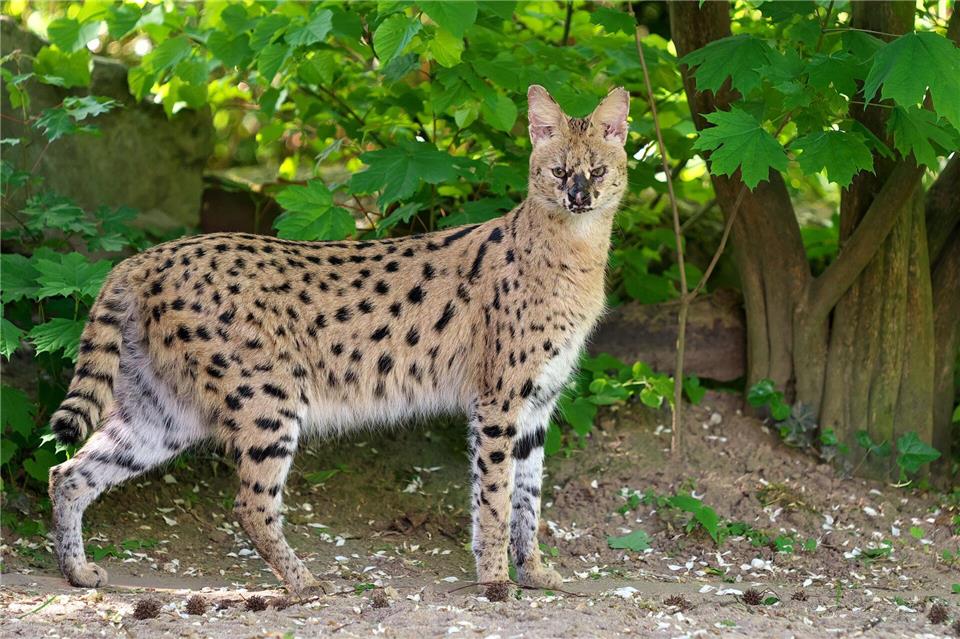 Serval Nia im Gehege des Krefelder Zoos. Die afrikanische Wildkatze ist aus dem Tierpark ausgebüxt und wird gesucht.Vera Gorissen/Stadt Krefeld/dpa