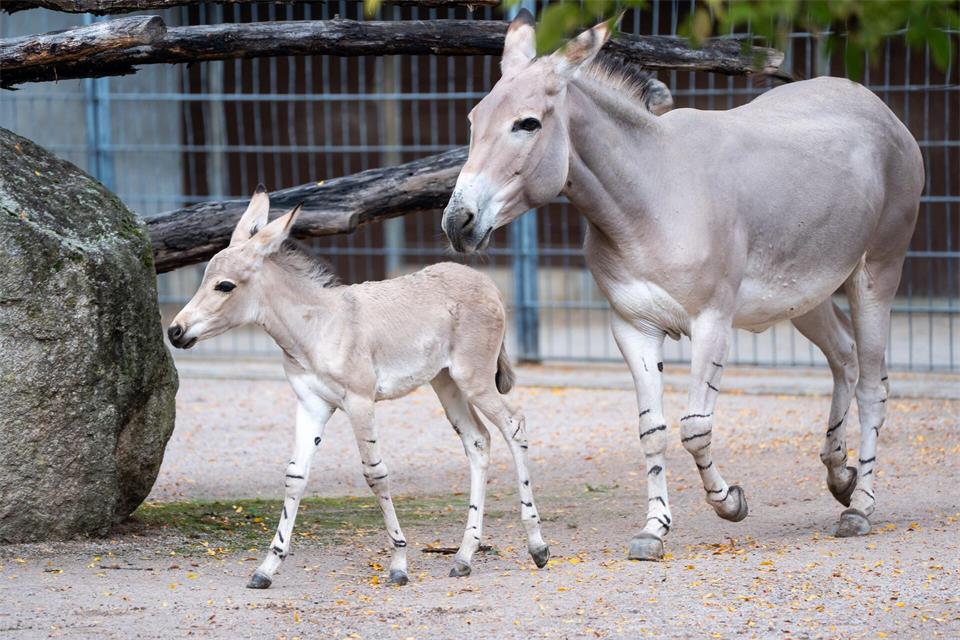 Shakira lebt gemeinsam mit seiner Mutter und drei weiteren Wildesel-Stuten.Birger Meierjohann/Wilhelma Stuttgart/dpa