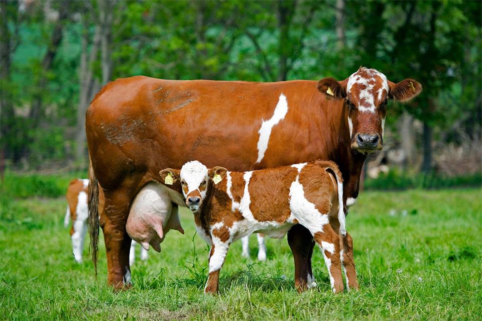 Shamonda-Virus erstmals bei Rindern in Sachsen nachgewiesen. (Symbolbild)Arno Burgi/dpa-Zentralbild/dpa-tmn
