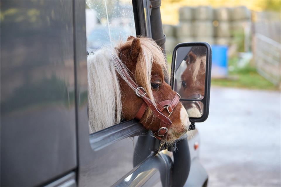 Shetland-Pony Pumuckel schaut aus dem Beifahrerfenster des Autos von Reitlehrerin Weidemann.