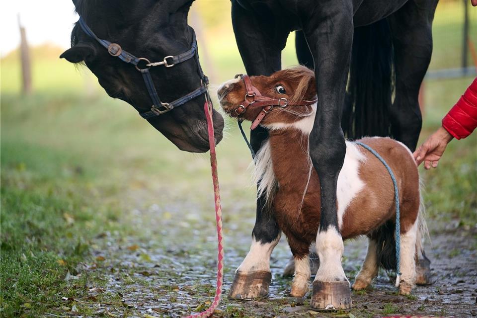 Shetland-Pony Pumuckel steht zwischen den Hufen von Wallach Ron-Sheer.