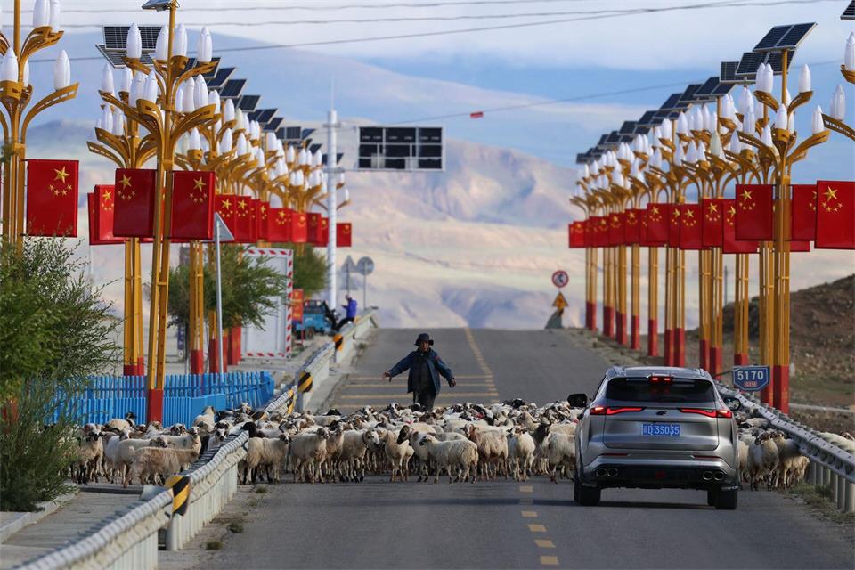 Shigatse (Tibet): Kurzer Stopp auf der Straße – Hirte lotst Schafherde zur SeiteTingshu Wang/Pool Reuters/AP/dpa