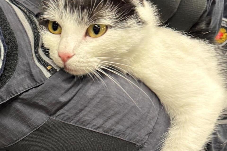 Shila ist sehr zutraulich. Nach ihrer jüngsten Bahnfahrt ließ sie sich problemlos zum Bundespolizeirevier bringen. Bundespolizeiinspektion Bremen/dpa