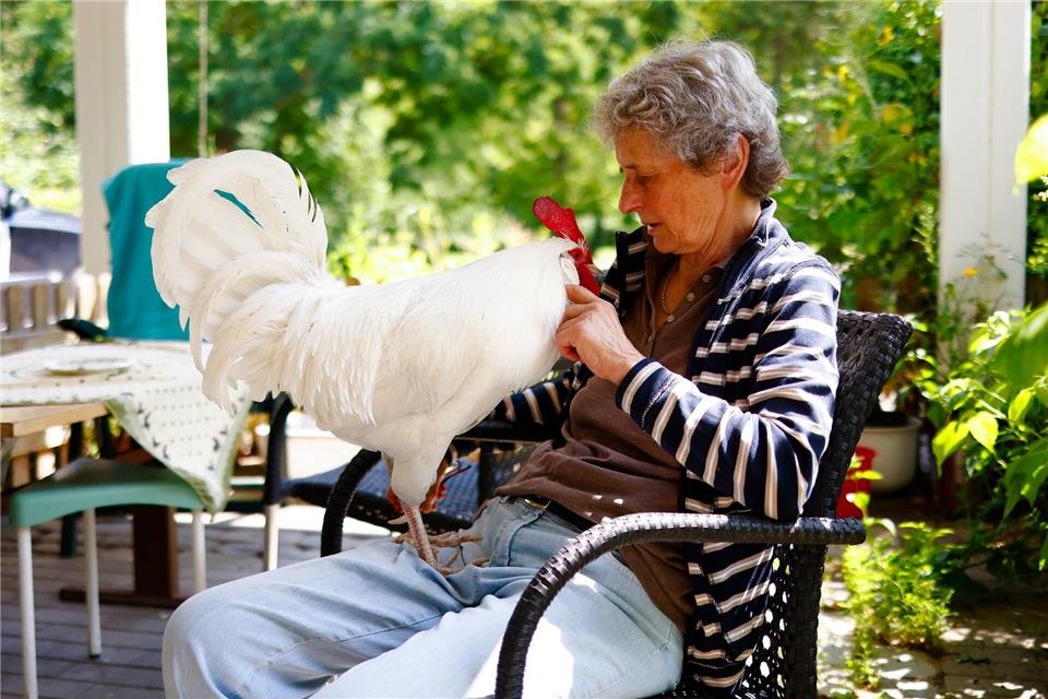 Sibylle Radtke sitzt mit ihrem Hahn Willi im Garten.Frank Molter/dpa
