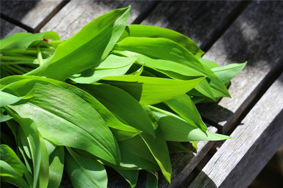 Sicher ist sicher: Wer unsicher ist, sollte auf Bärlauch aus kontrolliertem Anbau zurückgreifen, um das Risiko einer Verwechslung und damit einer Vergiftung zu vermeiden.Karl-Josef Hildenbrand/dpa-tmn