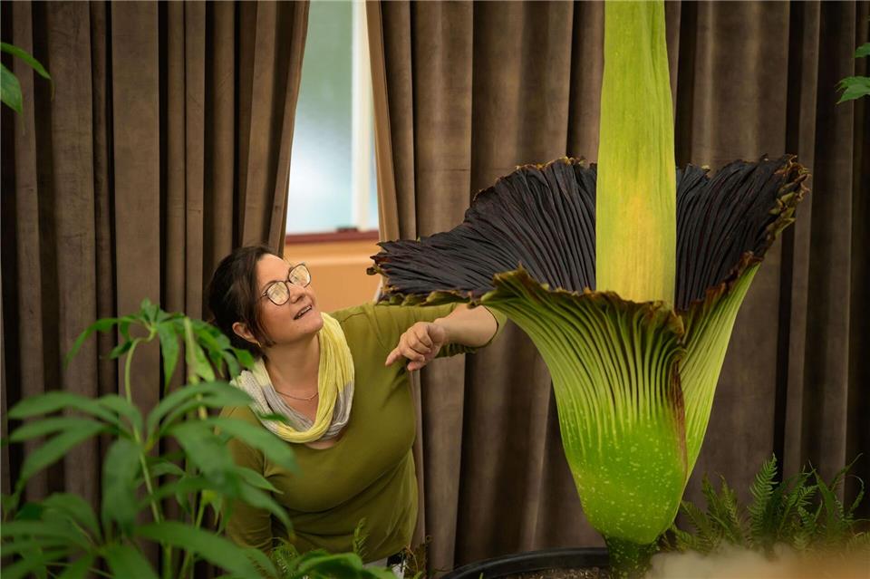 Fans feiern Putricia: Seltene Stinke-Blume in Sydney blht