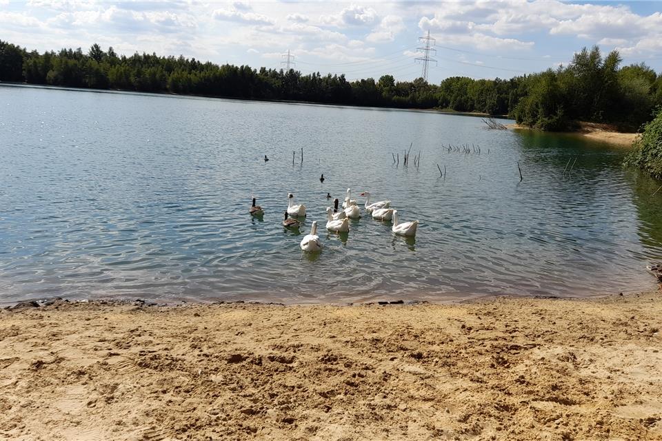 Gänse-Jäger vom Velener Baggersee müssen vor Gericht Sieben Hausgänse wurden am Silvestertag am Baggersee vermutlich unrechtmäßig erschossen.