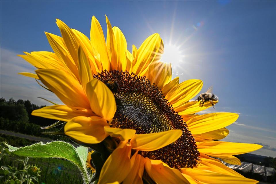 Sieben Jahre nach dem Ruf der Bayern nach mehr Artenschutz bei „Rettet die Bienen“ zieht der Trägerkreis des Volksbegehrens ein durchwachsenes Fazit bei der Umsetzung. (Illustration)Felix Kästle/dpa
