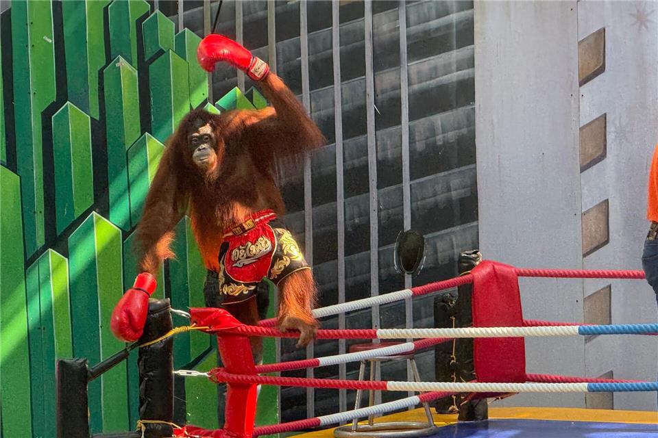Siegerpose eines Orang-Utans – aber Gewinner sind nur die Betreiber.Carola Frentzen/dpa