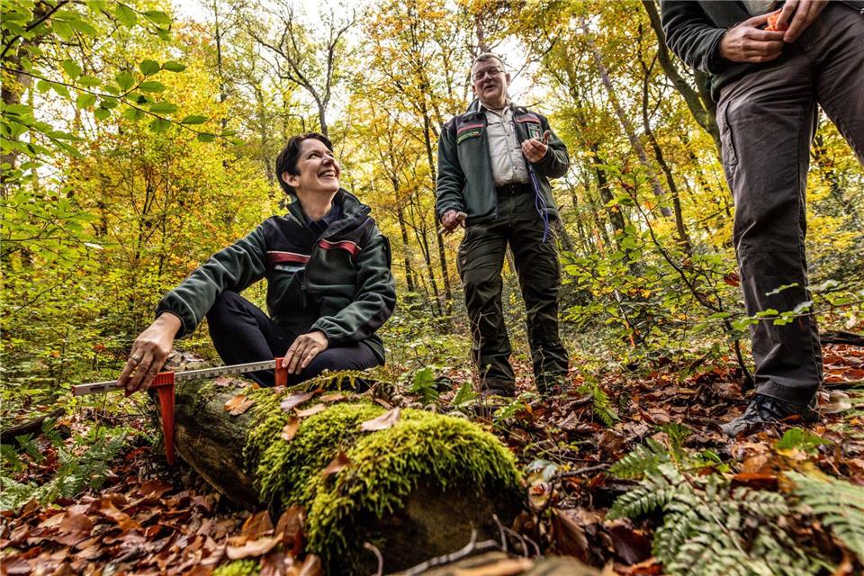 Silke Gorißen (CDU), Landwirtschaftsministerin von Nordrhein-Westfalen, macht sich ein Bild von den Inventur-Arbeiten im Wald. (Archivbild)Dieter Menne/dpa