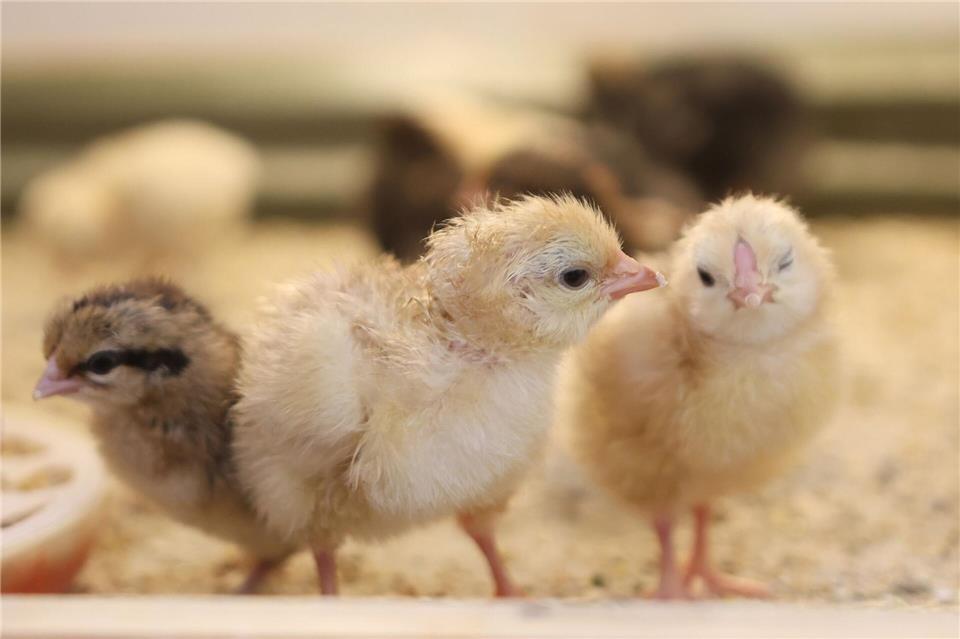 Sind das jetzt schon Osterküken, die in einer Schule in Sachsen-Anhalt in einer Käfigbox geschlüpft sind? Matthias Bein/dpa
