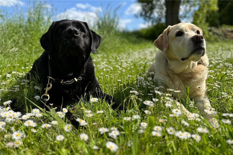 Sind zwei besser als einer? Mehr Hunde bedeuten mehr Freude, aber auch mehr Aufwand.Katja Sponholz/dpa-tmn