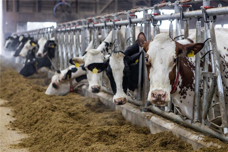 Sinkende Erzeugerpreise machen Bauern zu schaffen. (Archivbild)Christian Lademann/dpa