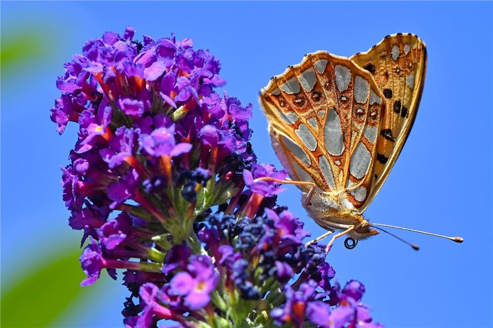Fast 100 Wildbienenarten in Europa zusätzlich bedroht Skandinavische Artverwandte dieses Kleinen Perlmuttfalters (Issoria lathonia) sind bedroht (Archivbild) Patrick Pleul/dpa-Zentralbild/ZB