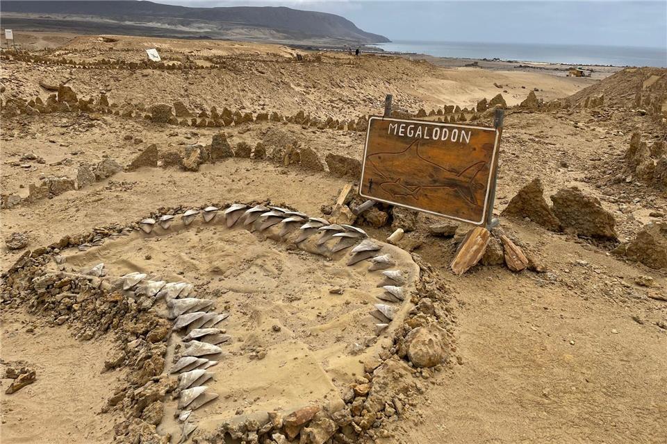 Skelettteile des Megalodon wurden in verschiedenen Teilen der Welt gefunden, etwa in Chile. (Archivbild)Manuel Meyer/dpa-tmn/dpa
