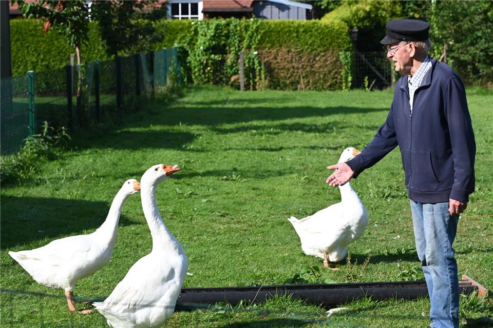 Smidt hatte nach eigenen Angaben jahrelang Gänse auf seinem Grundstück in Marienhafe gehalten. (Archivbild)Lars Penning/dpa