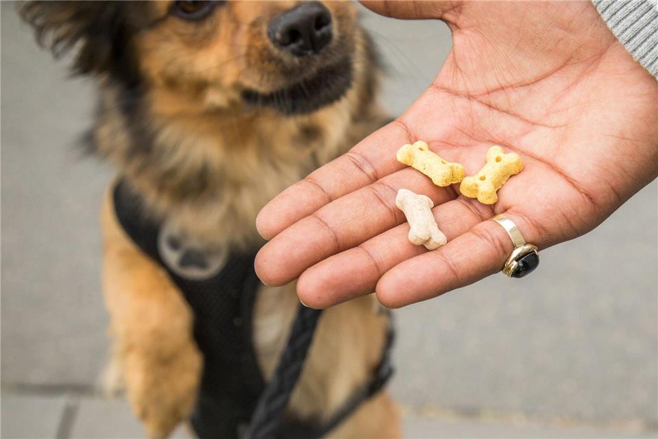 Snacks für zwischendurch: Wer seinen Hund verwöhnt, sollte das Hauptfutter entsprechend reduzieren, um Gewichtszunahme zu vermeiden.Christin Klose/dpa-tmn