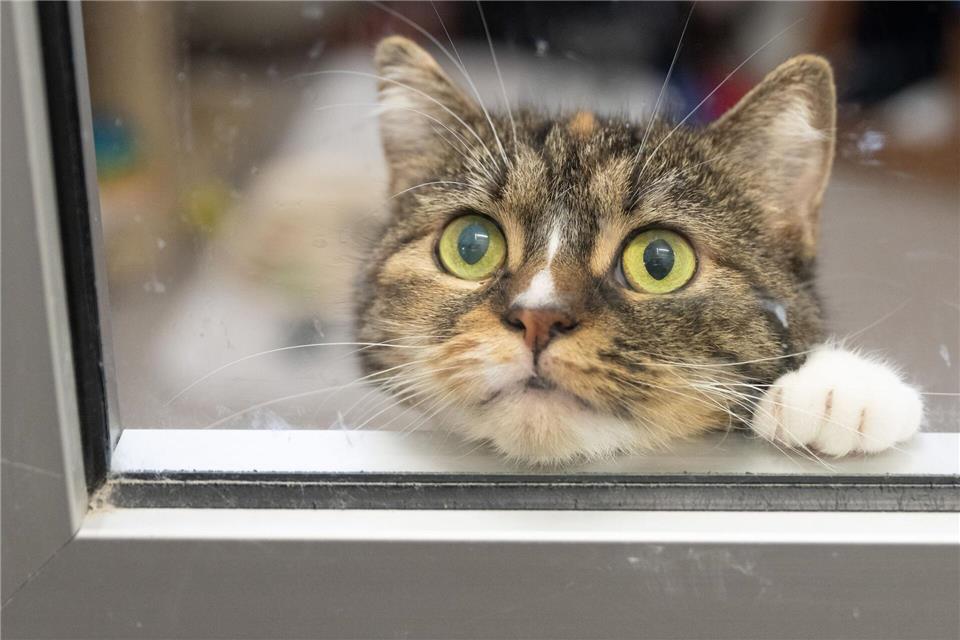 So langweilig: Es gibt aber Möglichkeiten, damit Katzen in der Wohnung auch im Herbst gut beschäftigt sind.picture alliance/dpa
