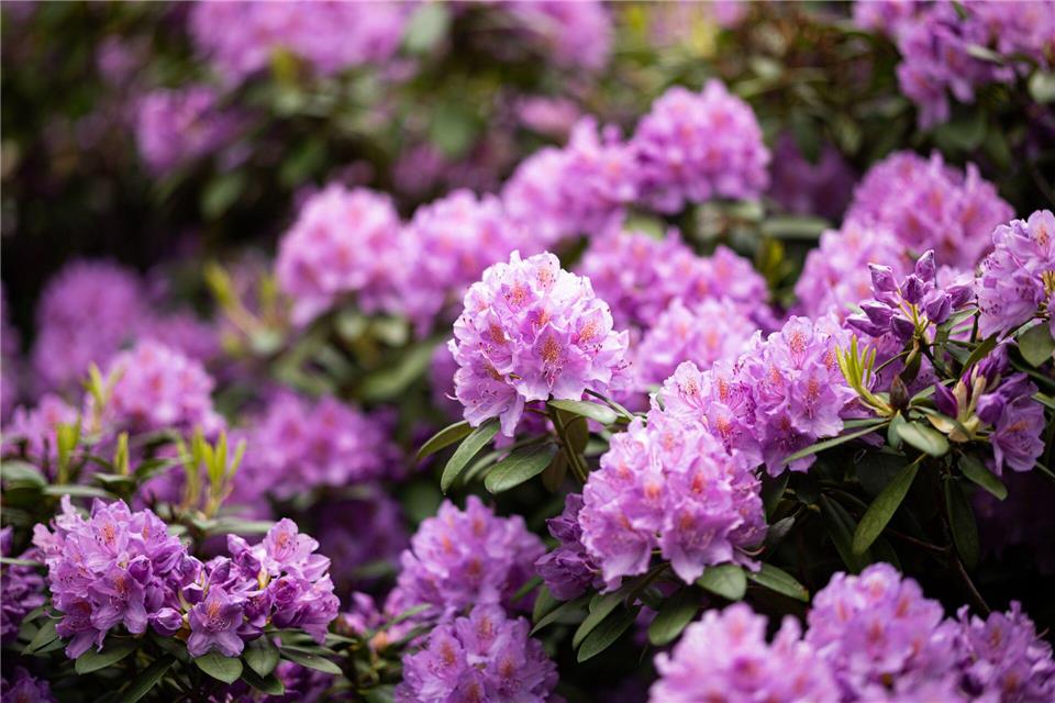 So prachtvoll blüht der Rhododendron! Damit das so bleibt, sollte man die Rhododendronzikade von der Pflanze fernhalten, zum Beispiel mit einer Gelbtafel.Daniel Reinhardt/dpa/dpa-tmn