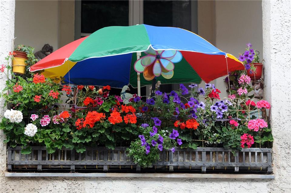 So schön bunt hier: In der Auswahl der Pflanzen sind Mieter nicht limitiert, solange sie Rücksicht auf die Nachbarn nehmen.Britta Pedersen/dpa/dpa-tmn