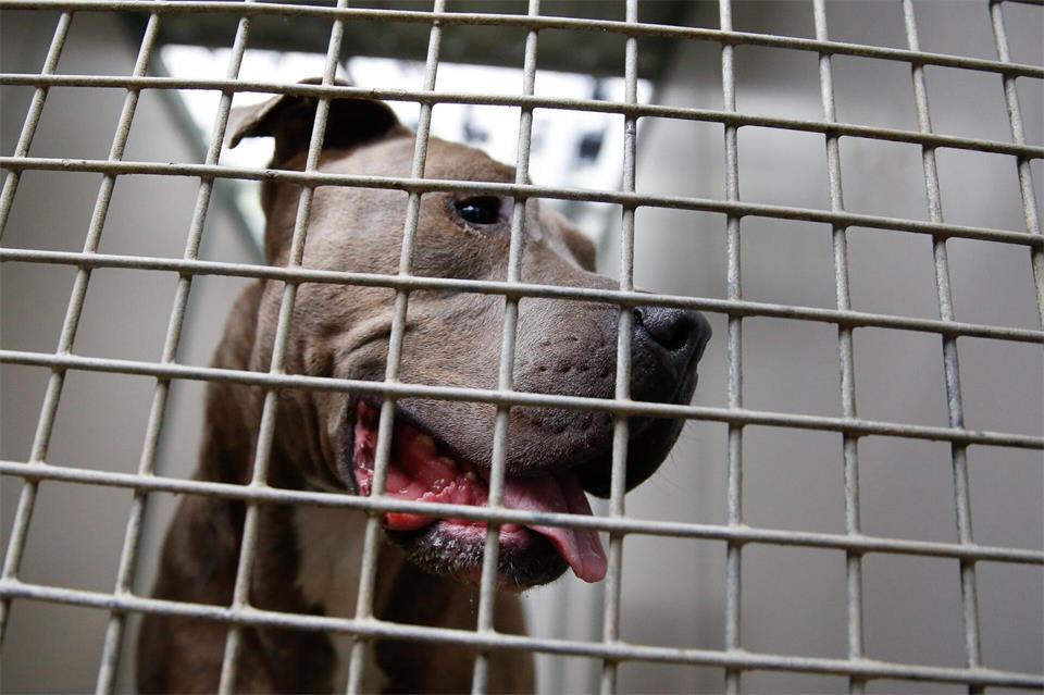 So sehen Staffordshire Bullterrier aus. (Symbolbild) Axel Heimken/dpa