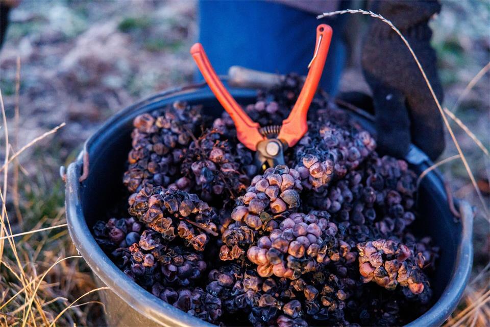 So sehen gefrorene Silvanertrauben für Eiswein aus. Das Ziel sind intensiv süße und langlebige Weine mit toller Frische.Daniel Karmann/dpa/dpa-tmn