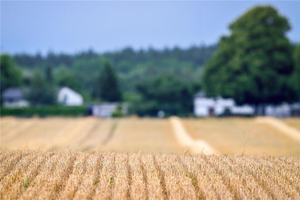 So sehen viele Felder auch in Schleswig-Holstein bereits aus.Soeren Stache/dpa