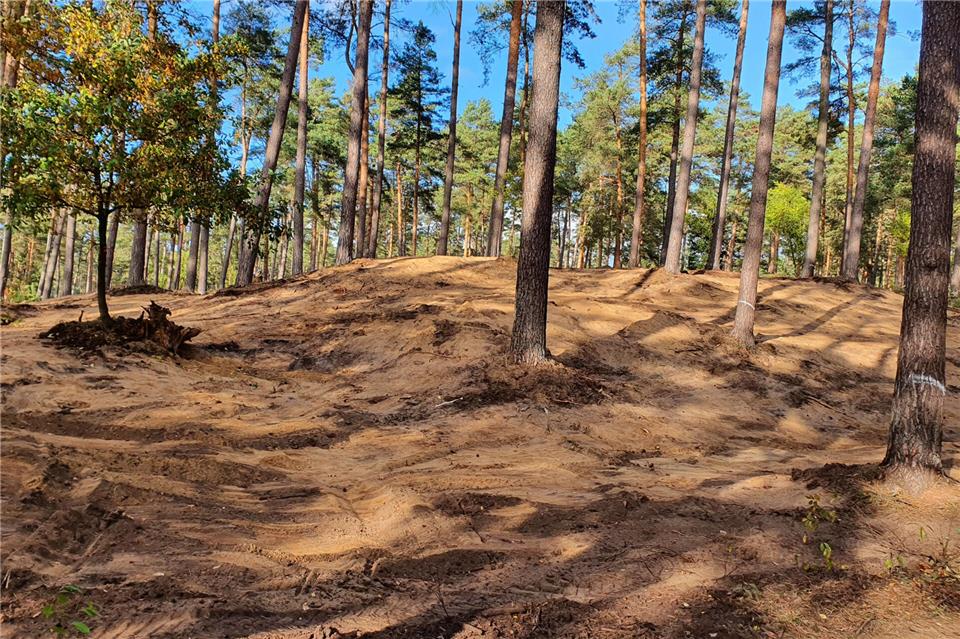 So sieht die freigelegte Sanddünen-Landschaft in der Hohen Mark aus, auf der nur die alten Kiefern stehen bleiben durften.