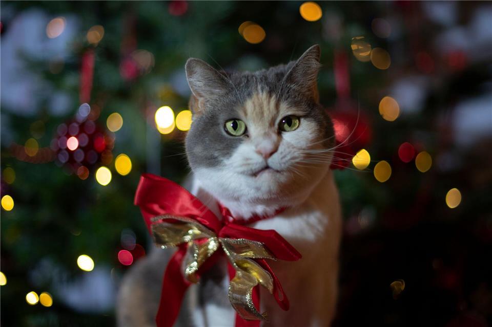 So süß sie auch aussehen: Haustiere sind als Weihnachtsgeschenk keine gute Idee.picture alliance / dpa Themendienst