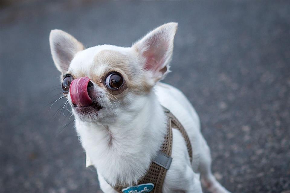 So viele Reize, so viele Eindrücke! Das kann nicht nur für Menschen überfordernd sein, sondern auch für Hunde. Frank Rumpenhorst/dpa/dpa-tmn