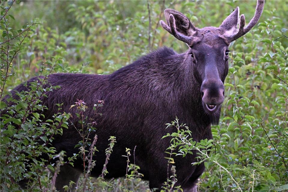 So wie Elch Emil, der im Sommer auf Wanderschaft durch Österreich war, werden auch im Osten Deutschlands immer wieder Elche gesichtet. (Archivbild)Helmut Fohringer/APA/dpa