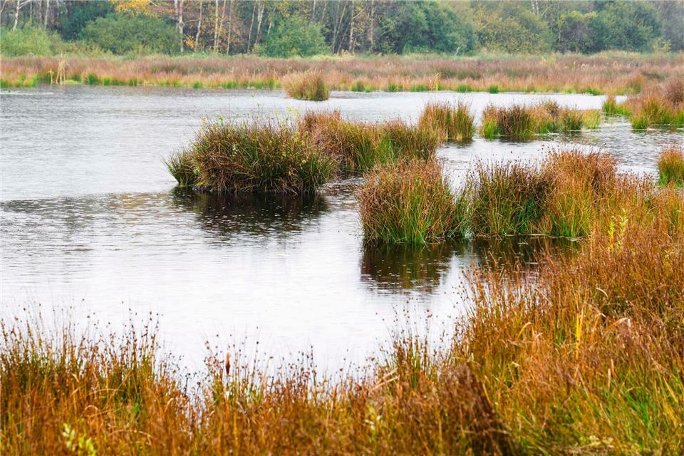 So wie bereits das hier zu sehende Königsmoor soll nun auch das Niewohlder Moor wiedervernässt werden.Frank Molter/dpa