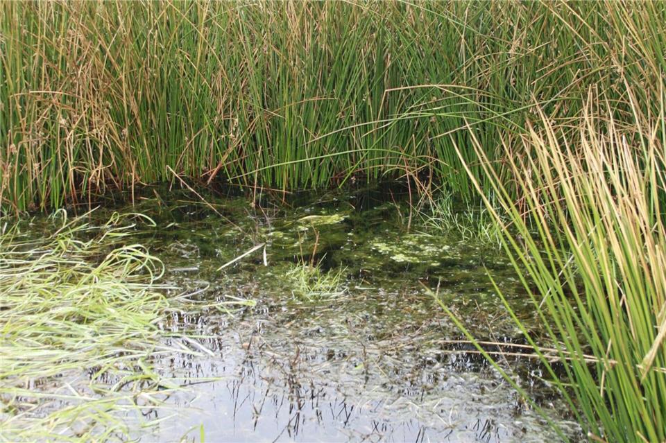 So wie diese Fläche im Heidmoor kann ein Moor schon bald nach der Wiedervernässung aussehen. Sönke Möhl/dpa