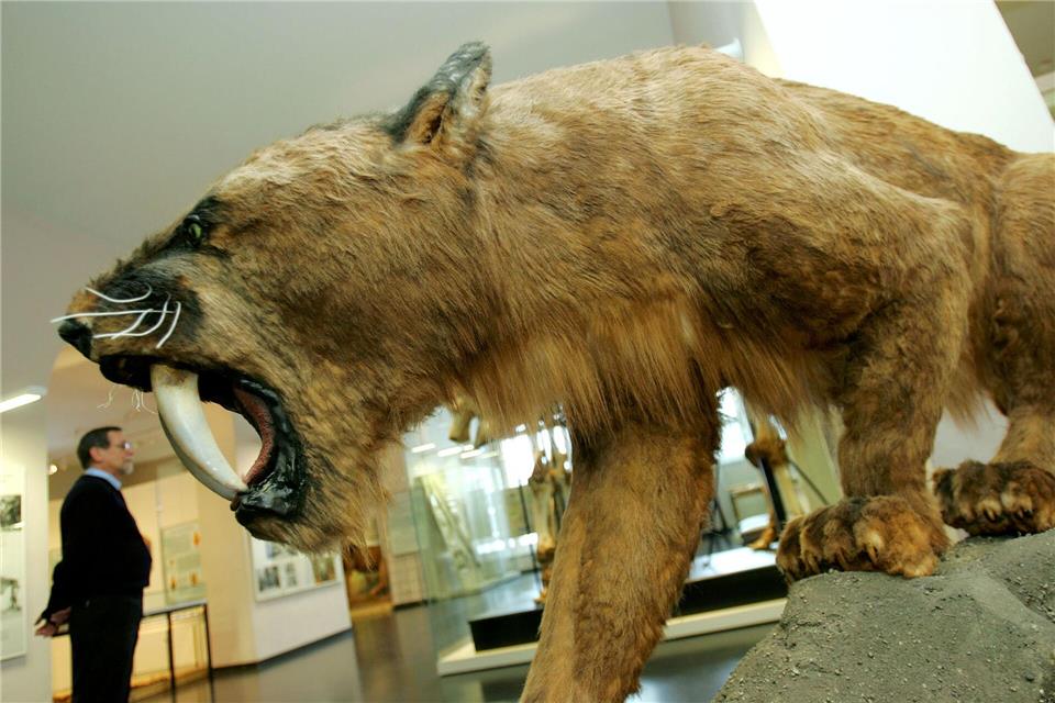 So wie hier im Kasseler Naturkundemuseum Ottoneum könnte ein ausgewachsener Säbelzahntiger ausgesehen haben.picture alliance / dpa