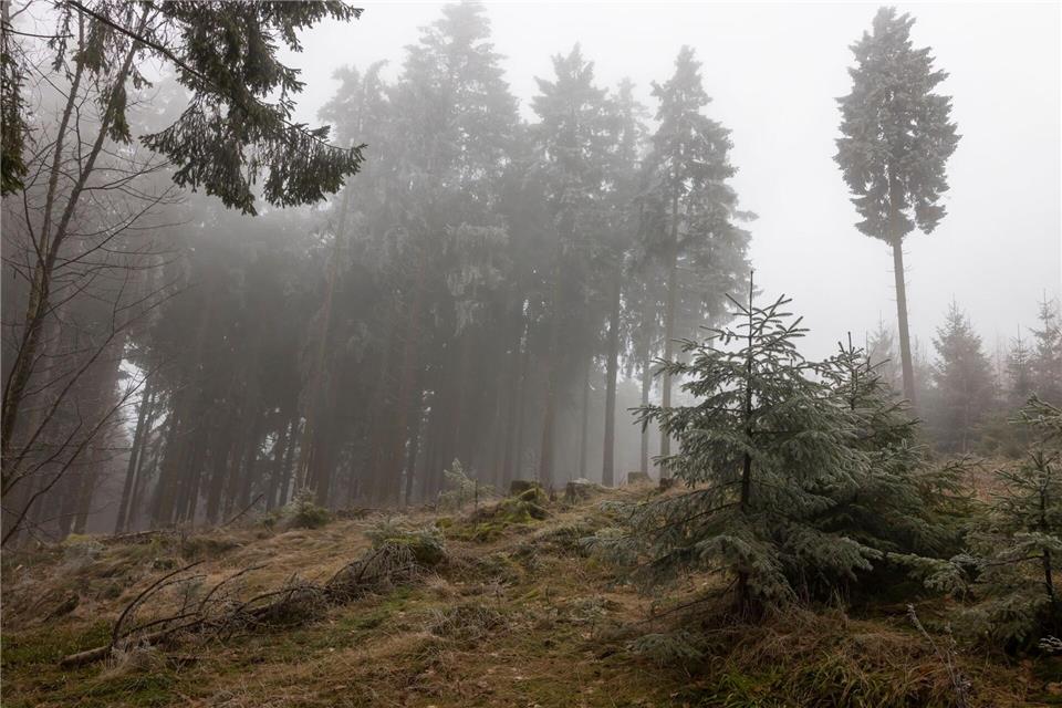 So wie hier im Taunus bleibt es weiter grau in Hessen. (Archivbild)Helmut Fricke/dpa